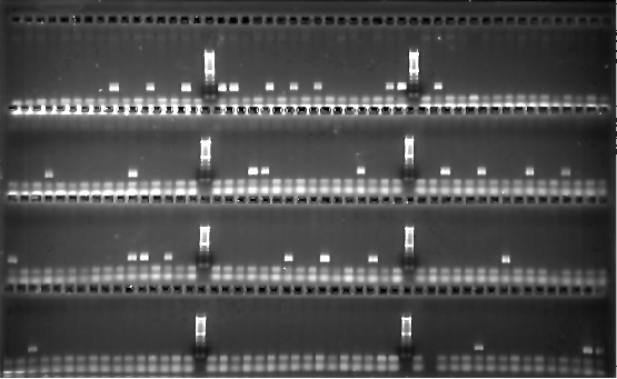 \begin{figure*}
\begin{center}
\epsfxsize= \linewidth
\epsfbox{muster3/gel1.ps}\end{center}
\end{figure*}